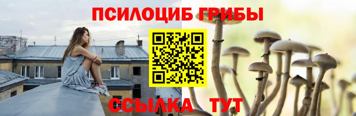 Псилоцибиновые грибы Psilocybe  Вход с VPN  Ступино 